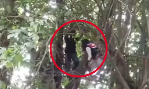 Clip: Cặp đôi trộm xe nhà sư, bị cảnh sát truy đuổi, vứt xe lao vào rừng, leo cây 4,5 mét ẩn nấp vẫn bị tóm gọn