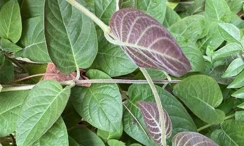 Lá mơ lông – loại rau dân dã ít thuốc trừ sâu, vừa ngon vừa hỗ trợ tiêu hóa, tốt cho dạ dày