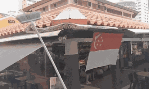 Uống cà phê gặp “khách VIP” dài cả mét, quán ở Singapore náo loạn như phim hành động