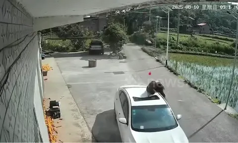 Clip: Người đàn ông may mắn thoát chết dù rơi từ mái nhà cao 10m