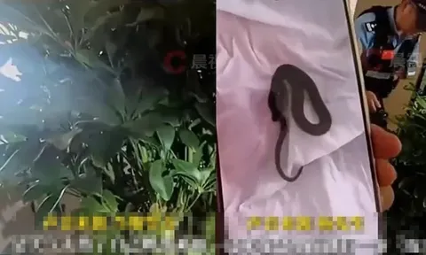 Về nhà sau kỳ nghỉ, vợ chồng trẻ “đứng tim” khi thấy cả đàn rắn bò khắp phòng khách