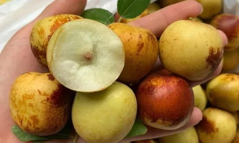 Cơn sốt hồng táo: Loại quả xấu mã nhưng gây nghiện vì lợi ích bất ngờ