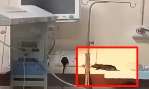 Hai bé sơ sinh tử vong nghi do chuột cắn khi đang điều trị trong phòng hồi sức: Phía bệnh viện lên tiếng