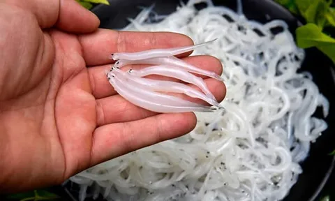 Loại cá được ví như “ngọc trong suốt” chỉ xuất hiện một mùa khiến thực khách “săn lùng” ráo riết