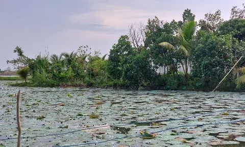 Cảnh báo từ bẫy chuột bằng điện: Ruộng sen còn đó, nhưng mạng người đã mất