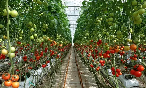 Không đắt tiền, không hiếm lạ: Loại quả đỏ mọng được ví như “tường thành” cho sức khỏe, Lâm Đồng trồng nhiều nhất cả nước