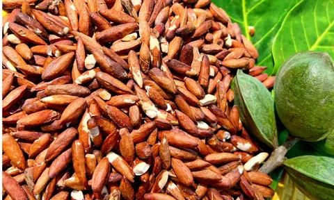 “Kho báu dưới gốc bàng” ở Côn Đảo: Từng rụng đầy gốc không ai để ý nay thành đặc sản nửa triệu/kg, du khách tò mò