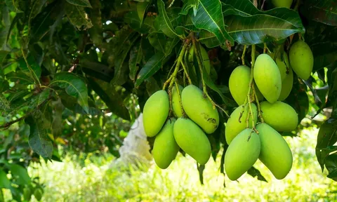 Loại lá mọc đầy vườn tưởng vô dụng lại là “kho dược liệu” quý: Nhiều công dụng bất ngờ với sức khỏe