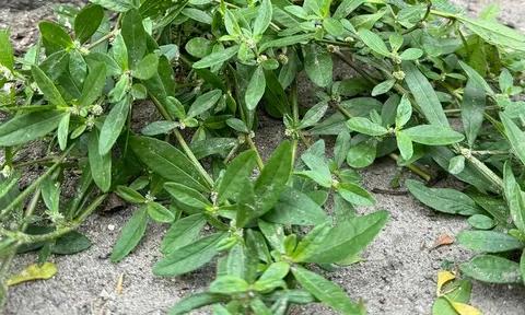 Từng là cỏ dại ven mương hái về "cho lợn ăn", loại rau này nay lên chợ mạng giá 70.000 đồng/kg: Người thành phố tò mò đặt mua