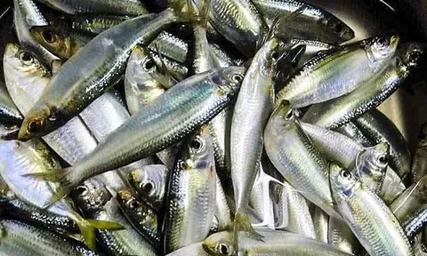 Giá "rẻ bèo", bán khắp chợ nhưng 2 loại cá này vẫn lọt top tốt nhất thế giới: Sở hữu loạt lợi ích sức khỏe “đáng gờm”