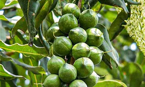 “Hoàng hậu của các loại quả khô” vì sao luôn đắt đỏ: Việt Nam có cả một “thủ phủ” trồng loại hạt này