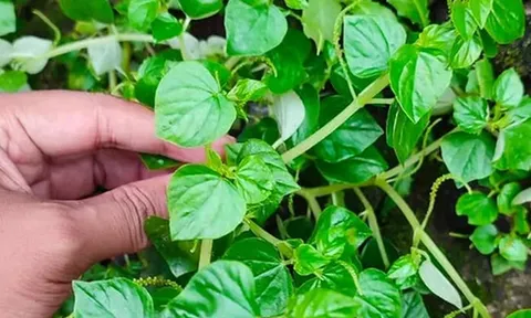 Loại rau dại “lên đời” thành đặc sản, người thành phố săn lùng giá tăng gấp 3: Được mệnh danh thảo dược vàng, ăn vào "tốt ngang nhân sâm"