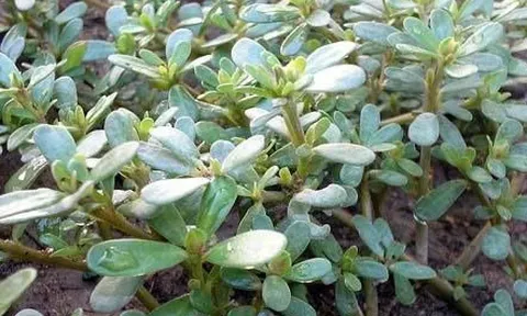 4 “báu vật mọc hoang” quanh nhà: Tưởng rau dại vô danh, ai ngờ toàn "siêu thực phẩm quý như thuốc"