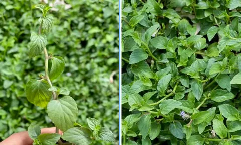 Từ rau dại ven suối thành “nhân sâm rừng”: Loài rau Việt bất ngờ hóa hàng hot, giá tới 100.000 đồng/kg