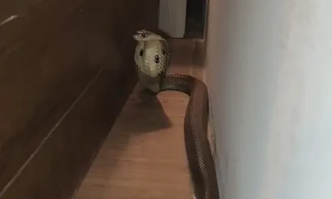 Cặp đôi phát hiện rắn hổ mang bò trong phòng ngủ khách sạn: Khoảnh khắc tỉnh giấc gây ám ảnh