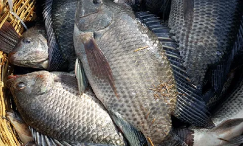 Loài cá bán đầy chợ ở Việt Nam đang “làm mưa làm gió” trên thị trường thế giới