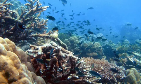 Nhóm nghiên cứu Việt Nam hé lộ "kho báu" cực hiếm dưới biển, có gì đặc biệt?