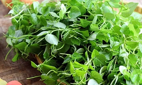 Nghe tên tưởng rau dại “khó nuốt”, nhưng giúp đẹp da, thanh lọc cơ thể, vườn nhà ai có rau này thì cực quý