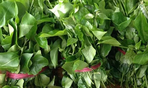 Rau rừng mọc hoang nay thành “vàng xanh" vừa giàu dinh dưỡng vừa là vị thuốc, giá hàng trăm ngàn/kg