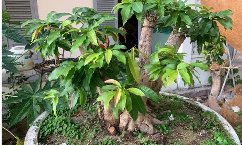 Vụ không xuất trình được giấy tờ, 42 cây mai vàng bị thu giữ: Hạt Kiểm lâm rừng đặc dụng Vườn Quốc gia Côn Đảo lên tiếng