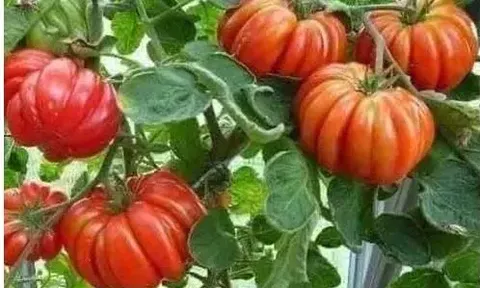 Mỹ đánh giá loại quả này “tốt nhất thế giới”, hóa ra trồng khắp Việt Nam: Có giống “xấu lạ” giá tới 80.000 đồng/kg vẫn đắt khách