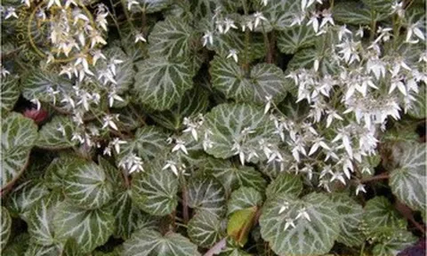 Nhà càng căng thẳng càng nên trồng 7 loại cây này