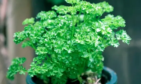 Trồng 5 loại rau này trong tháng 4, nhà lúc nào cũng thơm