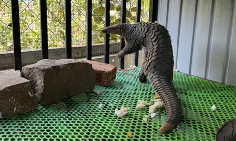 Phát hiện “khủng long thời hiện đại” trong sân nhà người dân ở Lâm Đồng