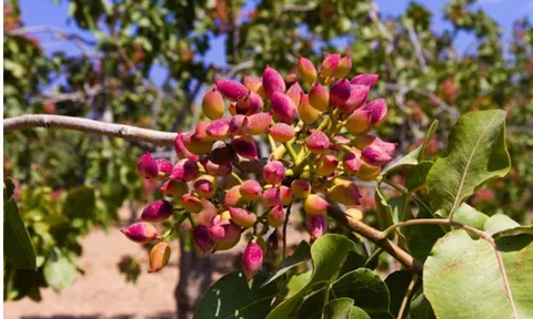 Một loại hạt quen thuộc bất ngờ “leo giá” mạnh, Việt Nam thu hàng trăm triệu USD dù không tự trồng