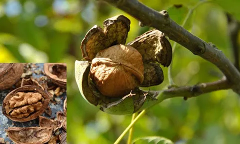 Loại hạt từng bị bỏ quên ở Việt Nam, nay được thế giới xếp vào top tốt nhất, ví như “vàng” cho sức khỏe