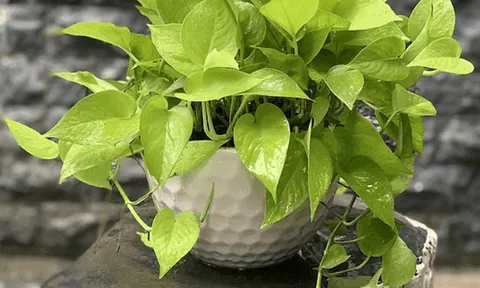 Hãy trồng ngay một cây trầu bà trong nhà bạn từ hôm nay