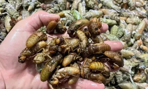 Loài côn trùng báo hè hóa “đặc sản”, được xem là “lộc trời”, giá lên tới hàng trăm nghìn/kg