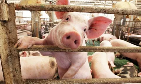 Giá heo hơi 15/4: Tiến sát 70.000 đồng/kg, thị trường ba miền biến động nhẹ