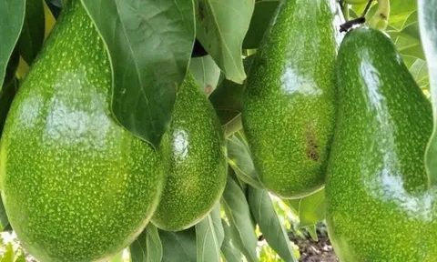 Loại quả dân dã Việt Nam bất ngờ “lên đời”, thành “vàng xanh” được săn lùng, vào thẳng siêu thị ngoại