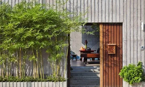 Trồng cây trước nhà tưởng đẹp mà sai: 6 loại nên tránh ngay