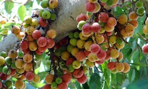 Từ quả “quê mùa” rụng đầy gốc thành “siêu thực phẩm” nhờ lợi ích sức khỏe bất ngờ với tiêu hóa và tim mạch