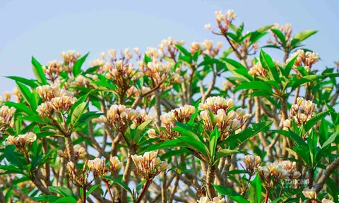 3 loại cây quen thuộc nhưng không ngờ lại gây phiền phức khi trồng trước cổng nhà