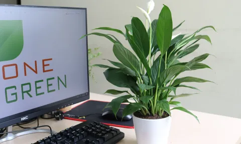 5 loại cây nên trồng trong nhà, vừa đẹp vừa thành “lá phổi xanh” cho không gian sống