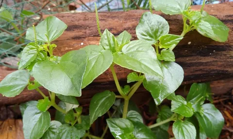 Rau dại từng bị nhổ bỏ nay “lên đời”, trở thành “siêu thực phẩm” tốt cho tim mạch, có thời điểm giá đắt ngang thịt