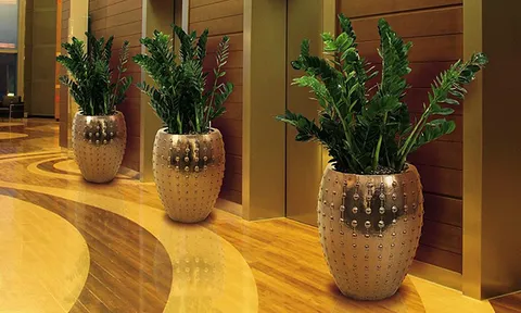 Đặt đúng vị trí 3 loại cây này trong nhà, giúp cân bằng năng lượng, dễ gặp may mắn