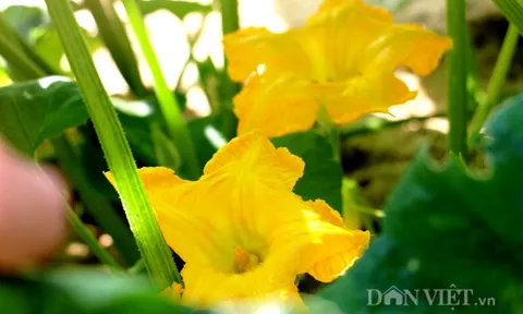 Loại hoa quê từng vào lời ca, nay thành món “đắt khách”, giàu chất chống oxy hóa, hỗ trợ phòng bệnh