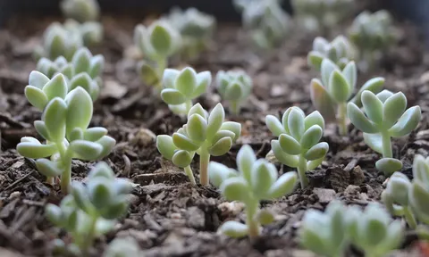 Top 5 cây cảnh dễ chăm, đặt đâu cũng đẹp, ít tưới vẫn xanh