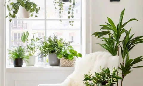 Top những loại cây không chỉ đẹp mà còn là “bác sĩ tinh thần” tại nhà