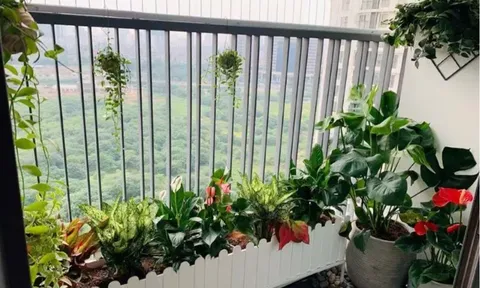 Những loại cây cảnh lý tưởng cho người bận rộn sống ở chung cư