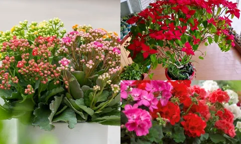 7 loại hoa dễ trồng giúp ban công luôn rực rỡ quanh năm