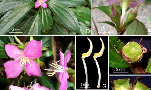 Chiêm ngưỡng sắc tím mê hoặc của loài hoa "me đá Động Châu", vừa được tìm thấy trong rừng nguyên sinh Quảng Trị