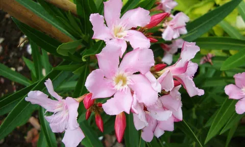 Những loại cây cảnh quen thuộc nhưng tiềm ẩn nguy hiểm với trẻ nhỏ