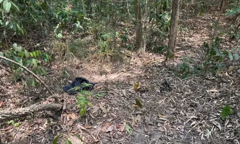 Thi thể người đàn ông trong rừng Dầu Tiếng: Đặc điểm nhận dạng đặc biệt và dấu vết hiện trường