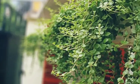 "Bùng nổ" các xu hướng trồng cây trong nhà 2026 giúp bạn sống chậm giữa phố thị