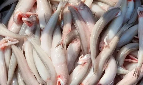 Loại cá mềm “tan trong miệng”, trước bán rẻ nay thành đặc sản, chứa protein dồi dào, phù hợp người lớn tuổi và trẻ em